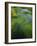 Spring Grasses in Calm Stream, Yellowstone National Park, Wyoming, USA-Jerry Ginsberg-Framed Photographic Print