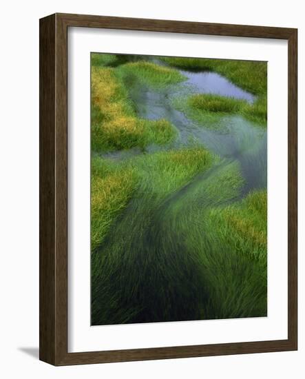 Spring Grasses in Calm Stream, Yellowstone National Park, Wyoming, USA-Jerry Ginsberg-Framed Photographic Print