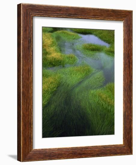 Spring Grasses in Calm Stream, Yellowstone National Park, Wyoming, USA-Jerry Ginsberg-Framed Photographic Print