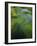 Spring Grasses in Calm Stream, Yellowstone National Park, Wyoming, USA-Jerry Ginsberg-Framed Photographic Print