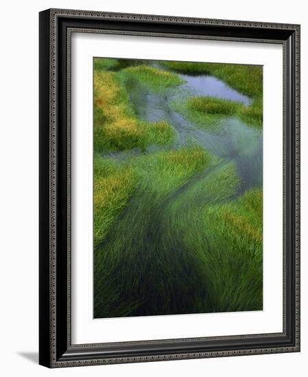 Spring Grasses in Calm Stream, Yellowstone National Park, Wyoming, USA-Jerry Ginsberg-Framed Photographic Print