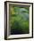 Spring Grasses in Calm Stream, Yellowstone National Park, Wyoming, USA-Jerry Ginsberg-Framed Photographic Print