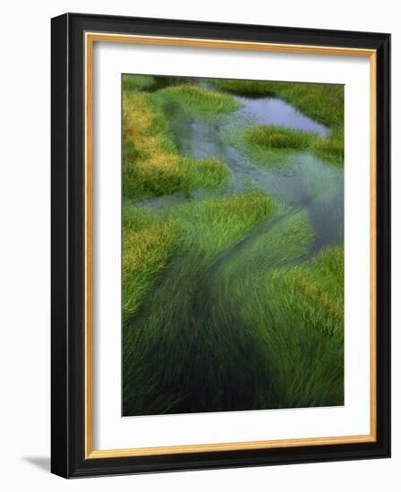 Spring Grasses in Calm Stream, Yellowstone National Park, Wyoming, USA-Jerry Ginsberg-Framed Photographic Print