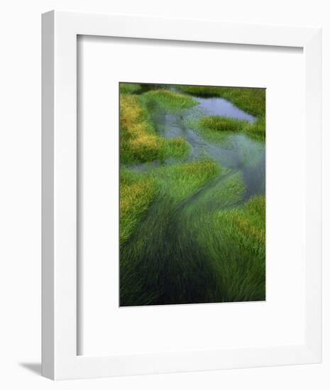 Spring Grasses in Calm Stream, Yellowstone National Park, Wyoming, USA-Jerry Ginsberg-Framed Photographic Print