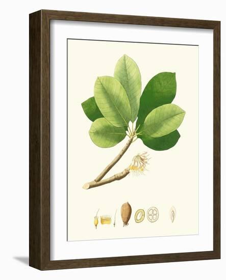 Spring Green Foliage II-Unknown-Framed Art Print