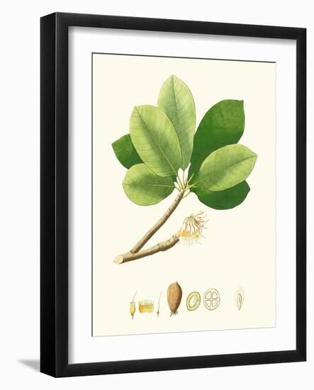 Spring Green Foliage II-Unknown-Framed Art Print