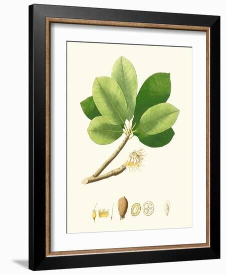 Spring Green Foliage II-Unknown-Framed Art Print