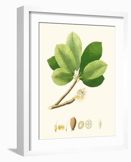 Spring Green Foliage II-Unknown-Framed Art Print