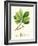 Spring Green Foliage II-Unknown-Framed Art Print