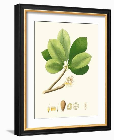 Spring Green Foliage II-Unknown-Framed Art Print