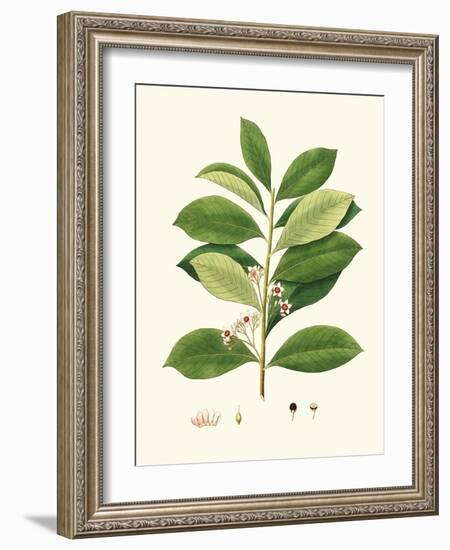 Spring Green Foliage III-Unknown-Framed Art Print