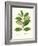 Spring Green Foliage III-Unknown-Framed Art Print