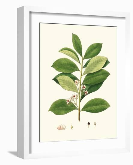 Spring Green Foliage III-Unknown-Framed Art Print