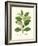 Spring Green Foliage III-Unknown-Framed Art Print