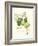 Spring Green Foliage IV-Unknown-Framed Art Print