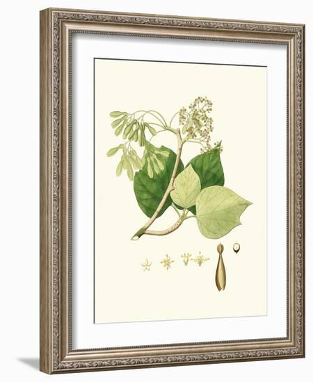 Spring Green Foliage IV-Unknown-Framed Art Print