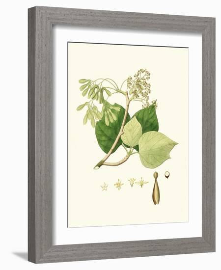 Spring Green Foliage IV-Unknown-Framed Art Print