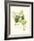 Spring Green Foliage IV-Unknown-Framed Art Print