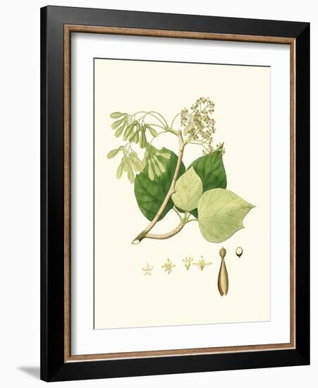 Spring Green Foliage IV-Unknown-Framed Art Print