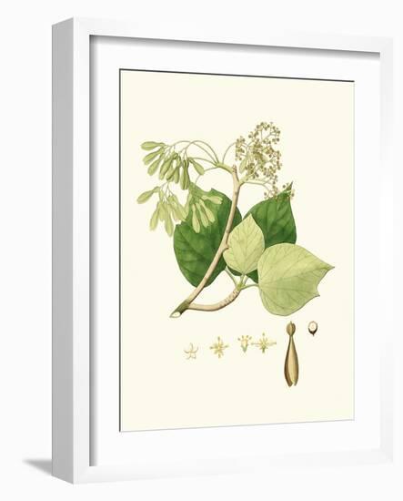 Spring Green Foliage IV-Unknown-Framed Art Print