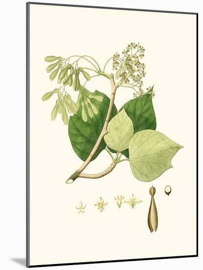 Spring Green Foliage IV-Unknown-Mounted Art Print