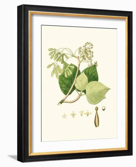 Spring Green Foliage IV-Unknown-Framed Art Print