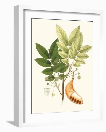 Spring Green Foliage IX-Unknown-Framed Art Print