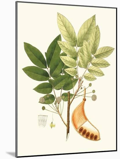 Spring Green Foliage IX-Unknown-Mounted Art Print