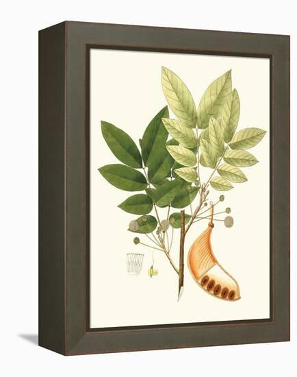 Spring Green Foliage IX-Unknown-Framed Stretched Canvas