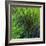 Spring Green-Ursula Abresch-Framed Photographic Print