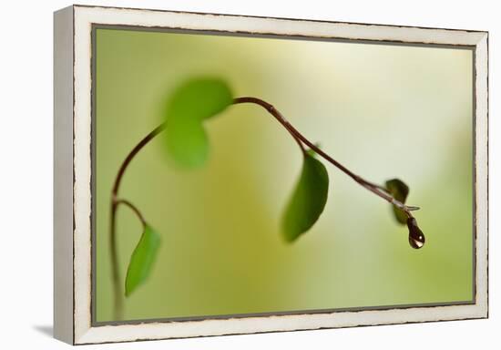 Spring Green-Heidi Westum-Framed Premier Image Canvas