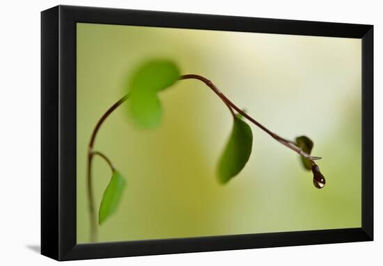 Spring Green-Heidi Westum-Framed Premier Image Canvas