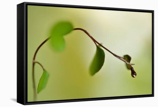 Spring Green-Heidi Westum-Framed Premier Image Canvas