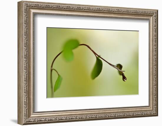 Spring Green-Heidi Westum-Framed Photographic Print