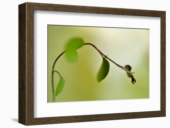 Spring Green-Heidi Westum-Framed Photographic Print