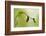 Spring Green-Heidi Westum-Framed Photographic Print