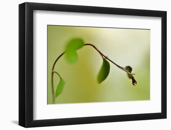 Spring Green-Heidi Westum-Framed Photographic Print