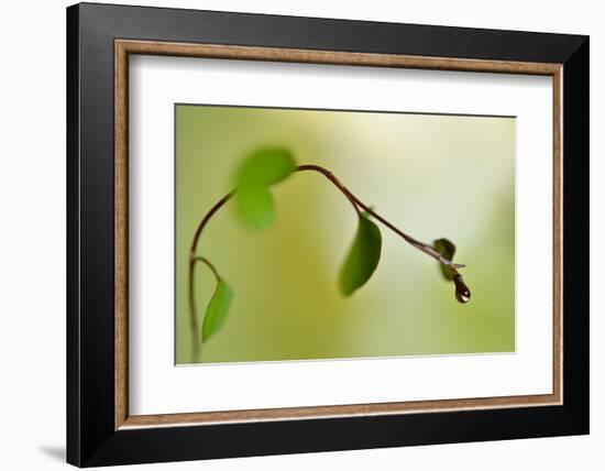 Spring Green-Heidi Westum-Framed Photographic Print