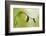 Spring Green-Heidi Westum-Framed Photographic Print