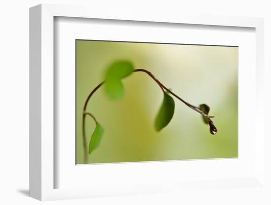 Spring Green-Heidi Westum-Framed Photographic Print