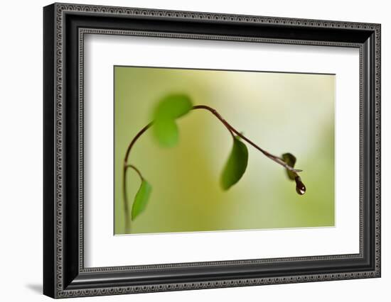 Spring Green-Heidi Westum-Framed Photographic Print