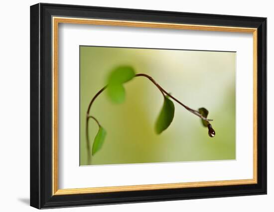 Spring Green-Heidi Westum-Framed Photographic Print