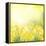 Spring Growing Daffodils in Garden-neirfy-Framed Stretched Canvas