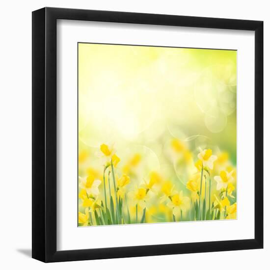 Spring Growing Daffodils in Garden-neirfy-Framed Art Print