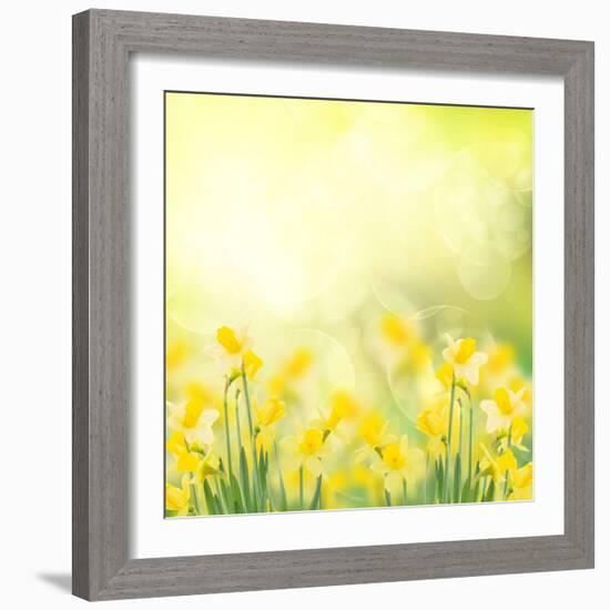 Spring Growing Daffodils in Garden-neirfy-Framed Art Print