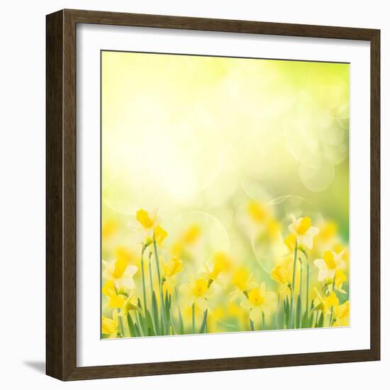 Spring Growing Daffodils in Garden-neirfy-Framed Art Print