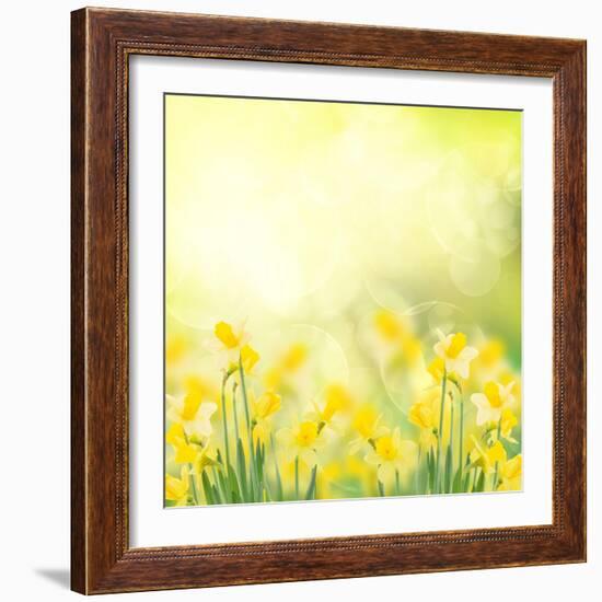 Spring Growing Daffodils in Garden-neirfy-Framed Art Print