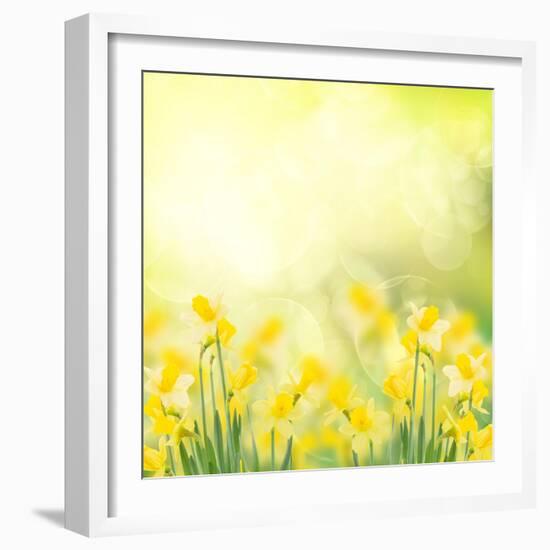 Spring Growing Daffodils in Garden-neirfy-Framed Art Print