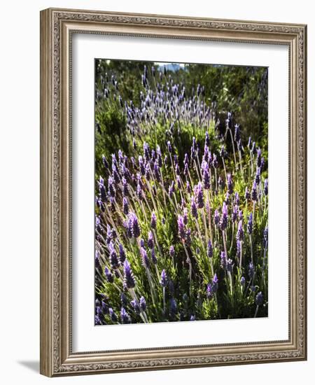 Spring growing wild lavender (lavandula stoechas) in Malaga Province, Andalucia, Spain-Panoramic Images-Framed Photographic Print