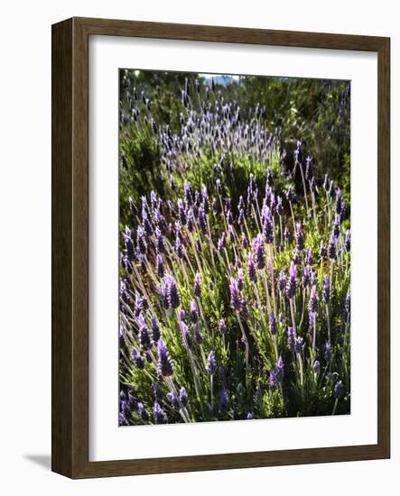 Spring growing wild lavender (lavandula stoechas) in Malaga Province, Andalucia, Spain-Panoramic Images-Framed Photographic Print